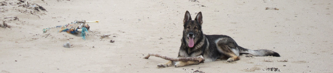 Grauer Schäferhund liegt am Strand mit einem Stock im Sand