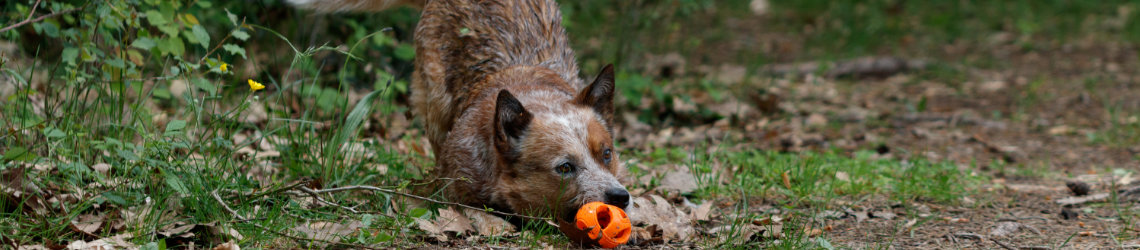 Roter Australian Cattle Dog hat einen Ball im Maul und macht Spielverbeugung