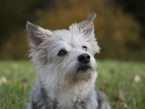 Kleiner, grau-weißer Terriermix sitzt in der Wiese und schaut niedlich