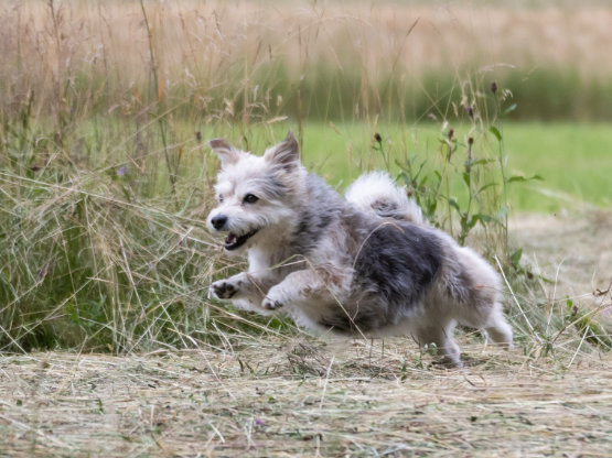 Kleiner, grau-beiger Terriermix rennt fröhlich über eine gemähte Sommerwiese