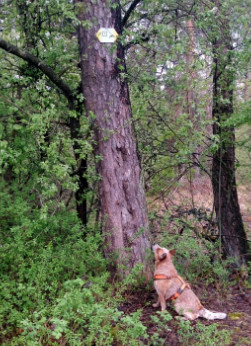 Roter Australian Cattle Dog sitz vor einem Baum und schaut zu einem Wanderwegweiser hinauf, der dort angebracht ist.