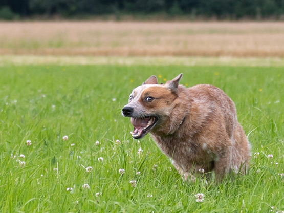 Hund rennt fröhlich auf Wiese