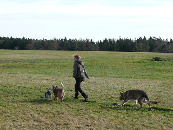 Person mit 3 Hunden spaziert in freier Landschaft