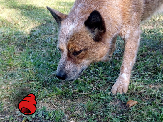 Hund starrt auf Illustration eines Kongs