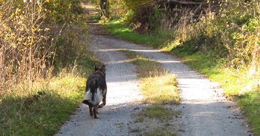 Schaeferhund auf Waldweg