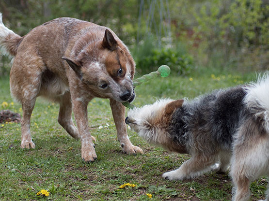Zwei Hunde streiten um ein Spielzeug