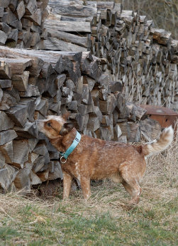 Roter Australian Cattle Dog schnüffelt an einem Brennholzstapel, der in einer Wiese aufgetürmt ist.