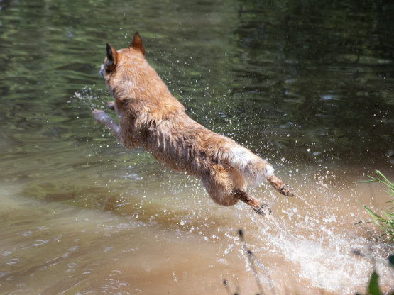 Roter Australian Cattle Dog springt mit Anlauf in einen See