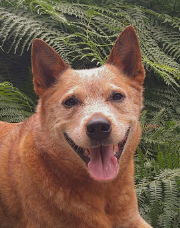 Australian Cattle Dog Pixie